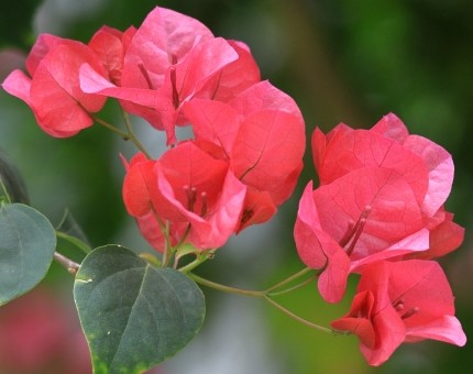 ブーゲンビレアの花